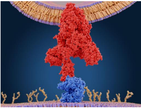 Coronavirus Spike Protein and Receptor, Illustration. Fuente: Juan Gaertner