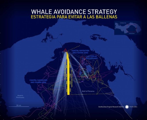 El rastreo satelital de ballenas ofrece protección internacional a las ballenas jorobadas de Panamá, Smithsonian Global, actualiza 08 de agosto de 2022